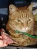 Minou